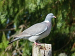 FZ005560 Pigeon on post.jpg